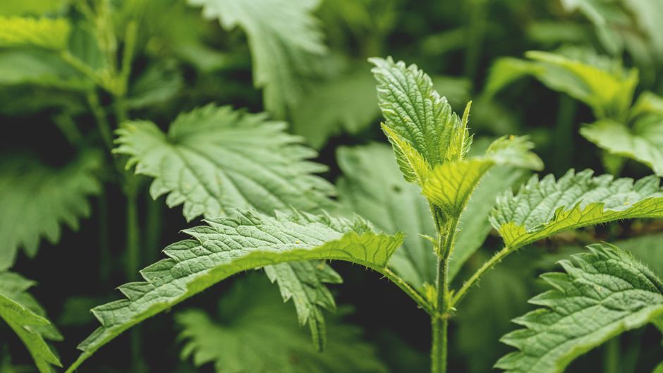 Urzică pentru ridichi: fertilizare blândă pentru rădăcini crocante și iuți