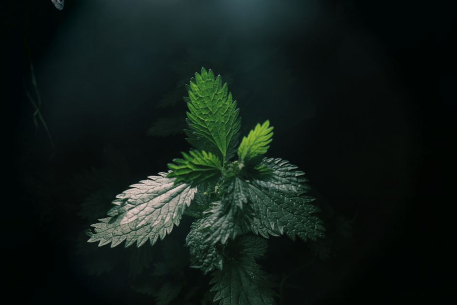 Urzică și țelină: sprijin pentru rinichi, articulații și detoxifiere